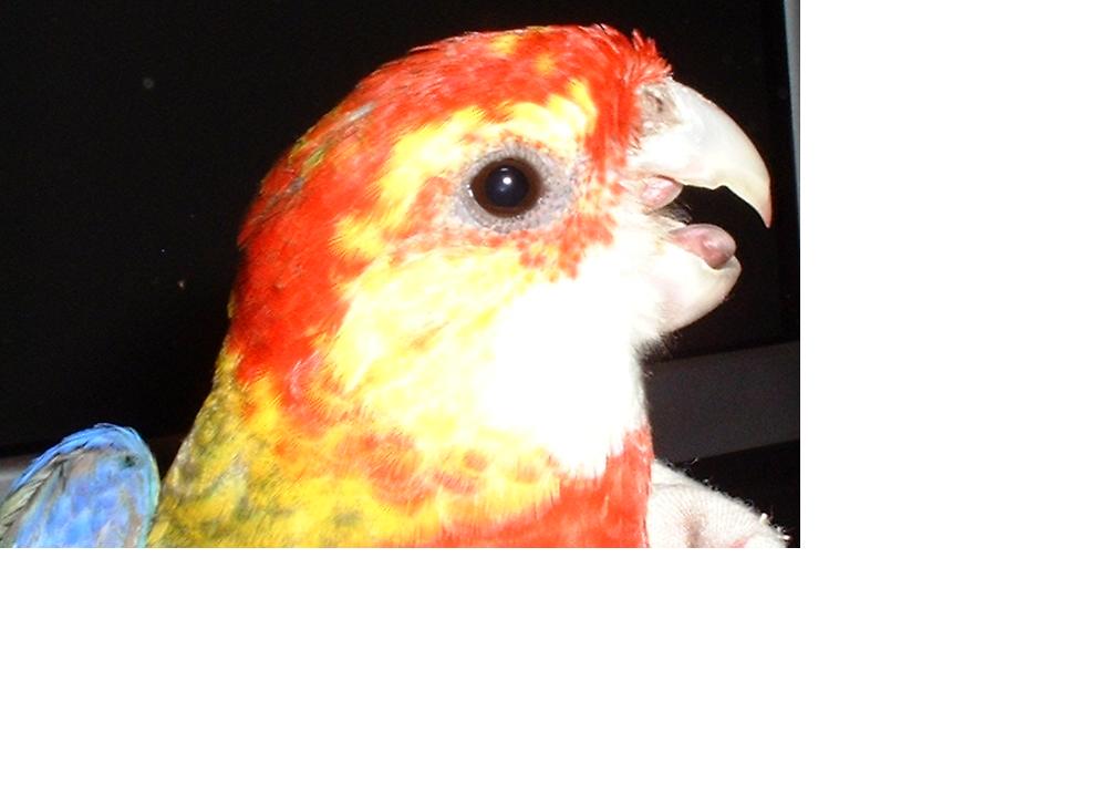 lilo 1.JPG