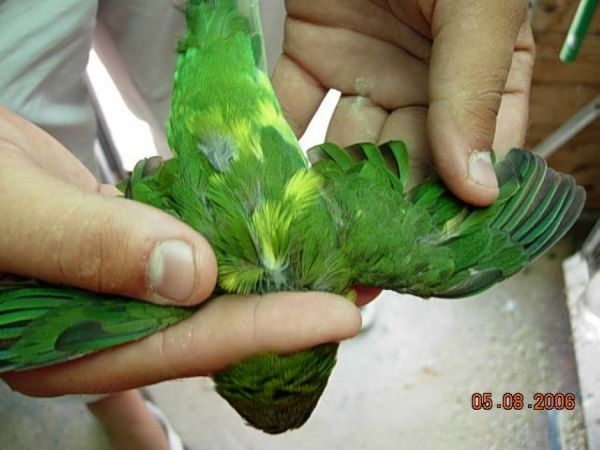 Aymara Male Repro.JPG