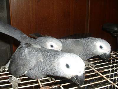 gris09.JPG
