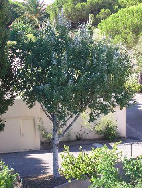 Arbre 1.jpg