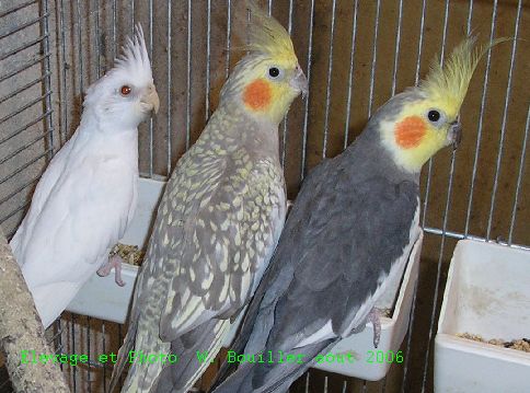Jeune albino.jpg