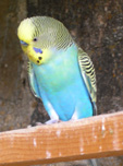 maledespetits.jpg