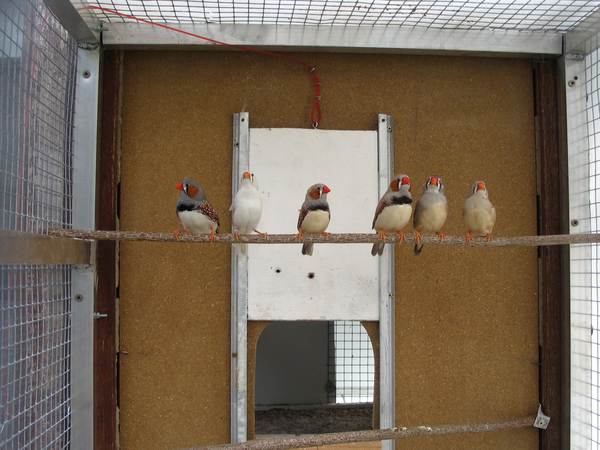 mandarins2.jpg
