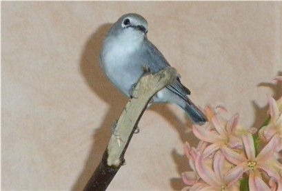 ZostÃ©rops4.jpg