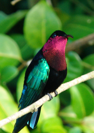 colibri2.jpg