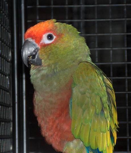 Aratinga.jpg