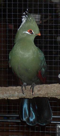 Touraco4.jpg
