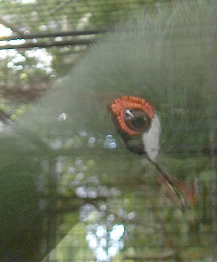 Touraco7.jpg