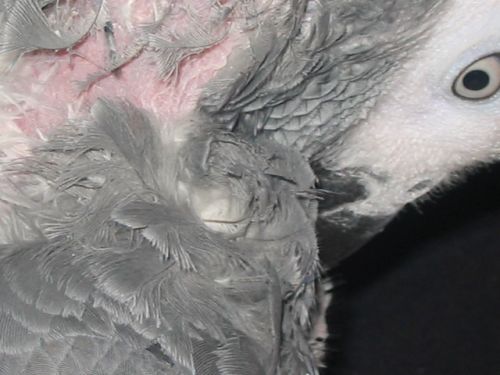 kiwi plume.jpg