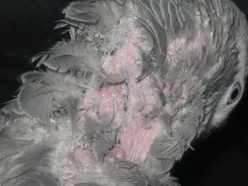 kiwi plume3.jpg