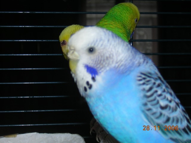 perruches 002.jpg