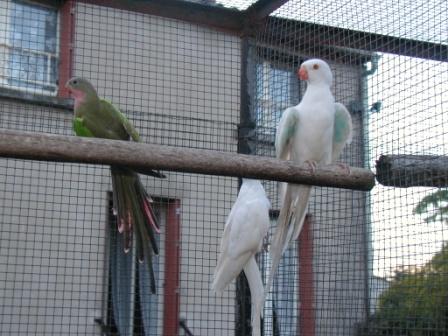 Princesse famille.JPG