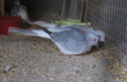 un couple de colombe diamants.jpg
