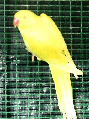 pallid famelle.JPG