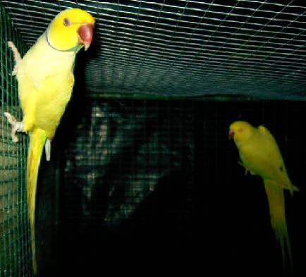 pallid male.JPG