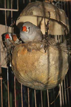 petit oiseaux!!.jpg