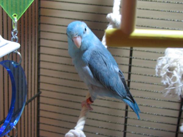 Cachou 027w.jpg