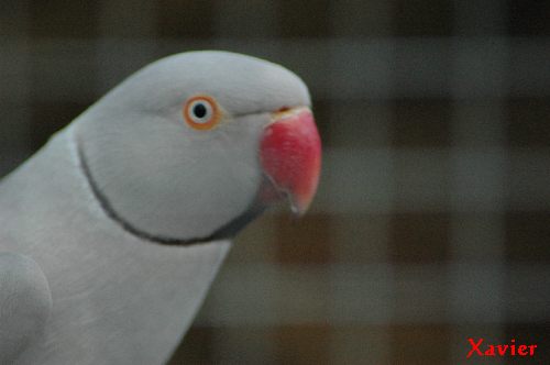 coll gris cinn.jpg