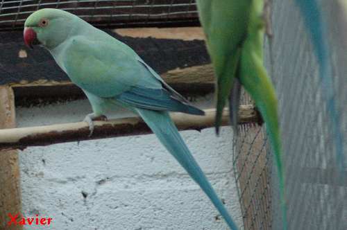 coll turk 01.jpg