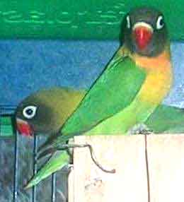 nigri_134.jpg