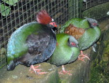 225px-Bristol.zoo.crested.wood.partridge.arp[1].jpg