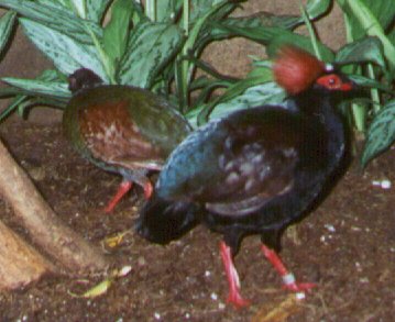roulroul_partridge[1].jpg