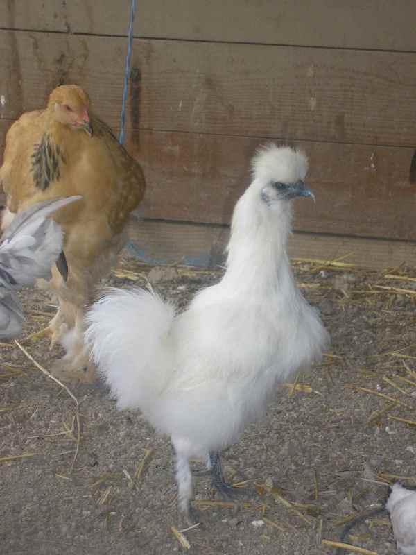 poule negresoie.jpg
