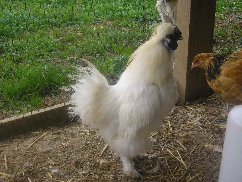 coq negre soie.jpg