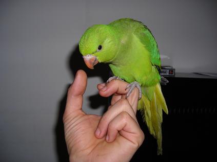 kakou3.JPG