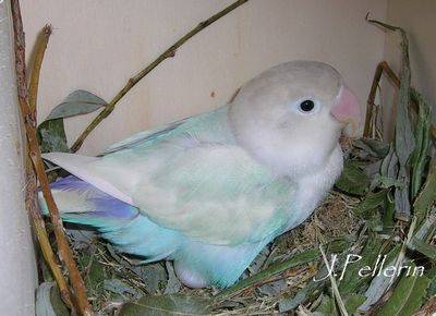 bleu pastelIno.JPG