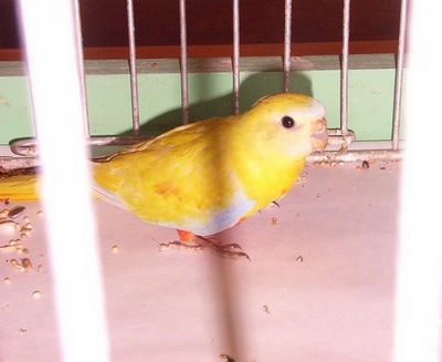 Turquoisine.jpg