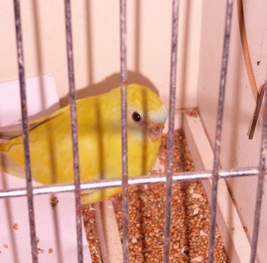 Turquoisine2.jpg