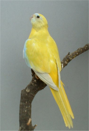 1-femelle jaune.jpg
