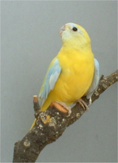 4-femelle turquoisine jaune.jpg