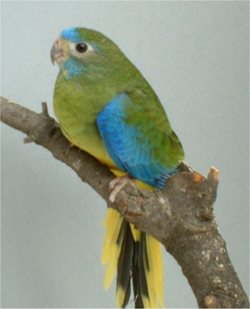 16-turquoisine femelle classique.jpg