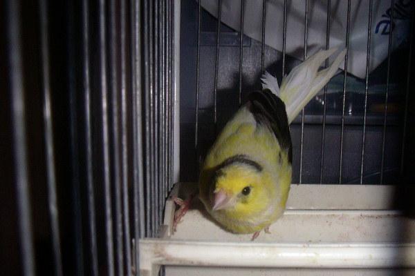 canaris2.JPG