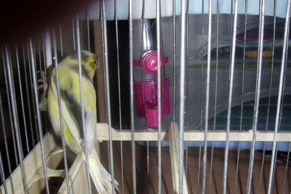 canaris3.JPG