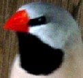 bav1_s.jpg