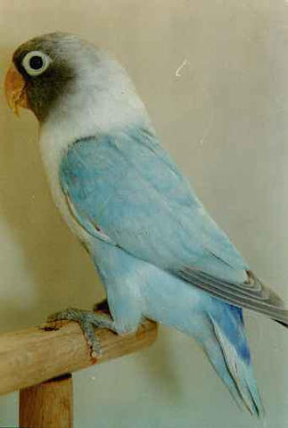 personatus pastel blue.jpg