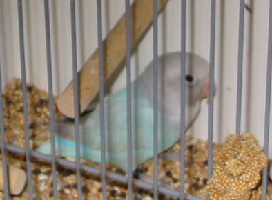 bleu-dilue-2.jpg