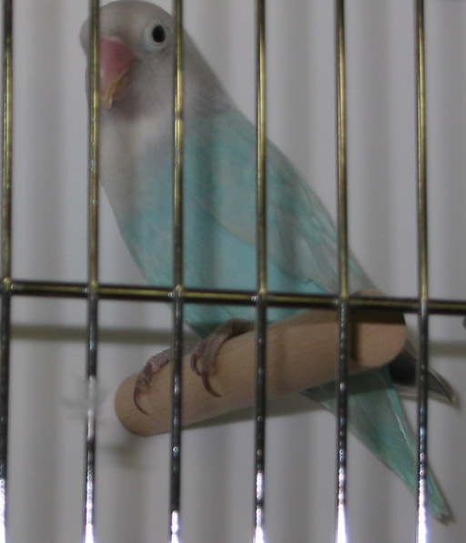 bleu-dilue-2-2.jpg