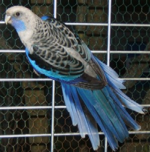 Pennant Femelle.jpg