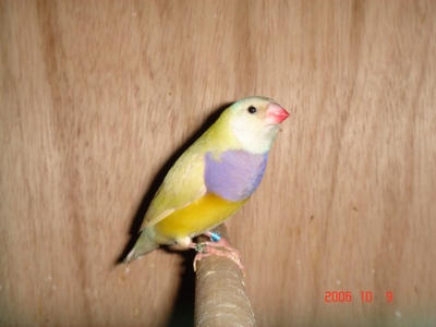 gould 3.jpg