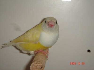 gould 4.jpg