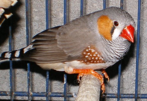 mandarin ts mâle.jpg