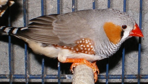 mandarin TS male.jpg