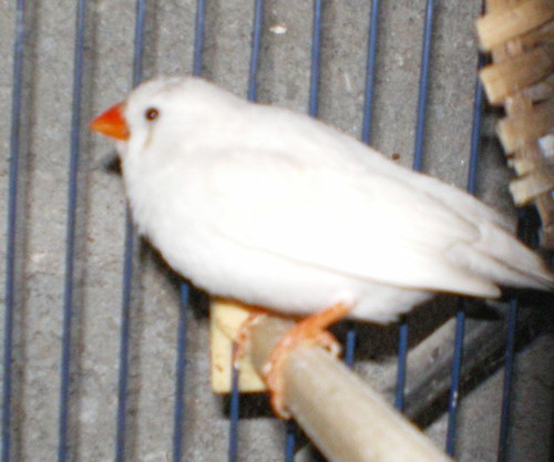 mandarin G ou B masquÃ© f.jpg