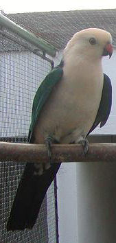 vogel1.jpg