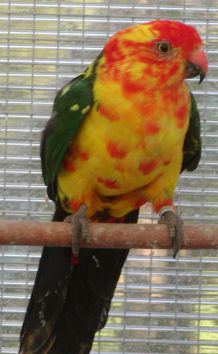 vogel2.jpg