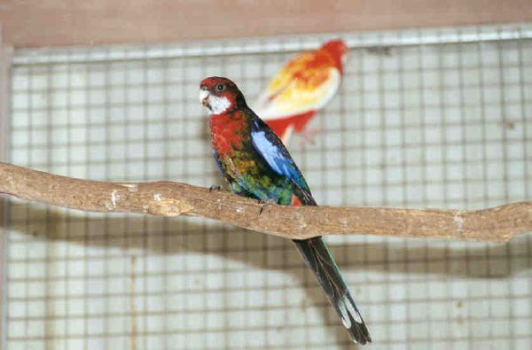 parkiet_australischeenmutaties_016.jpg